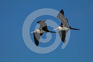 TheÂ Christmas frigatebirdÂ (Fregata andrewsi)